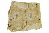 Fossil Beetle (Coleoptera) - France #294156-1